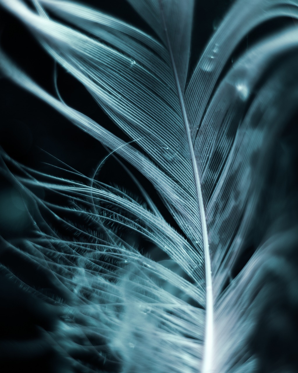 Delicate blue feather representing the intricate nature of trade relationships