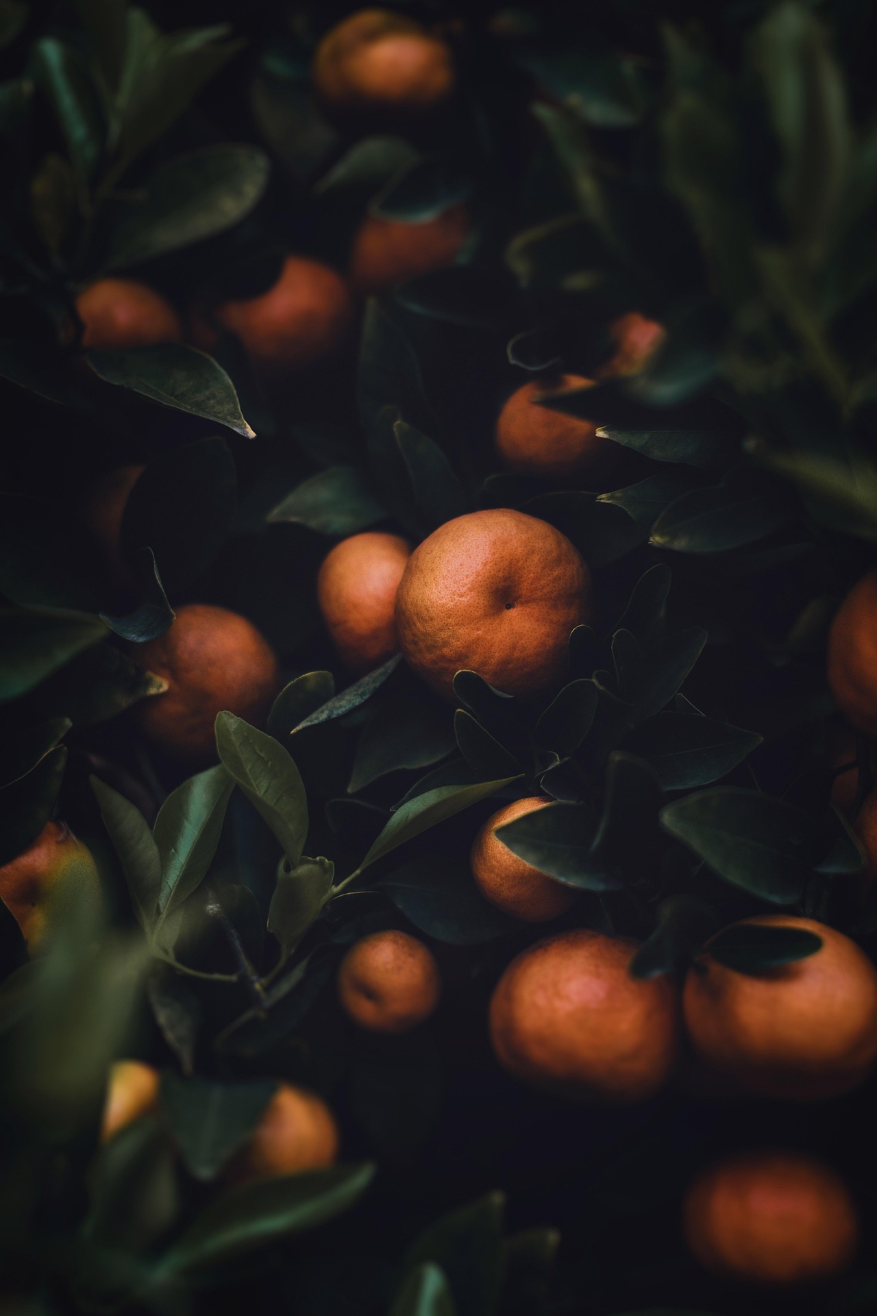 Oranges growing on a tree, representing South African horticultural exports