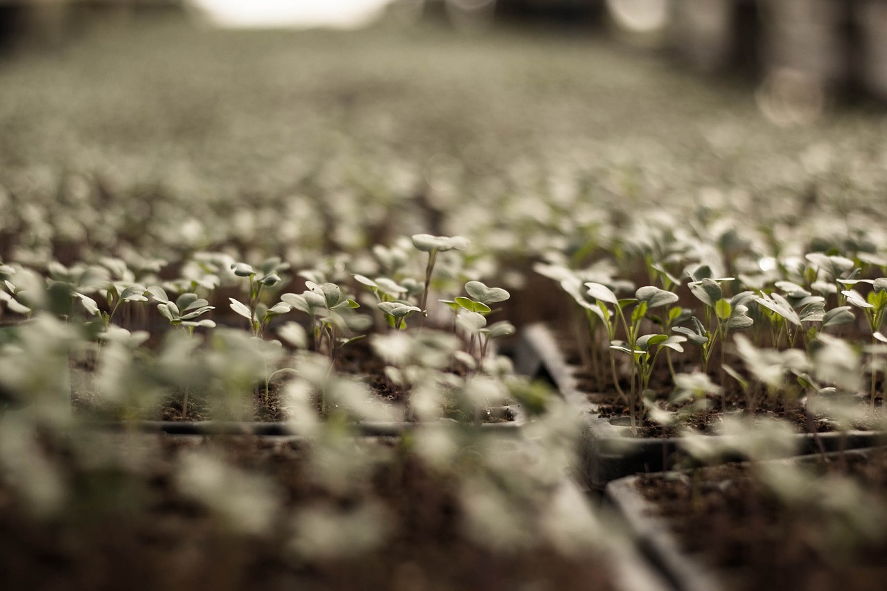 Young vegetable seedlings growing in rows, representing agricultural production