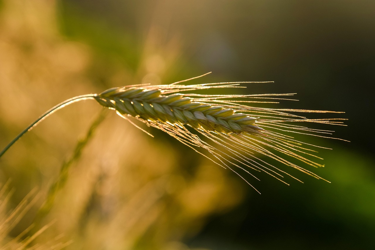 Close-up of golden wheat grain illuminated by sunlight